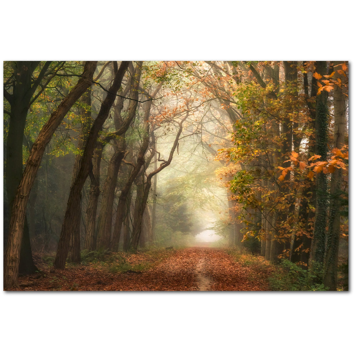 Walk in the Woods Gallery-Wrapped Canvas Wall Art