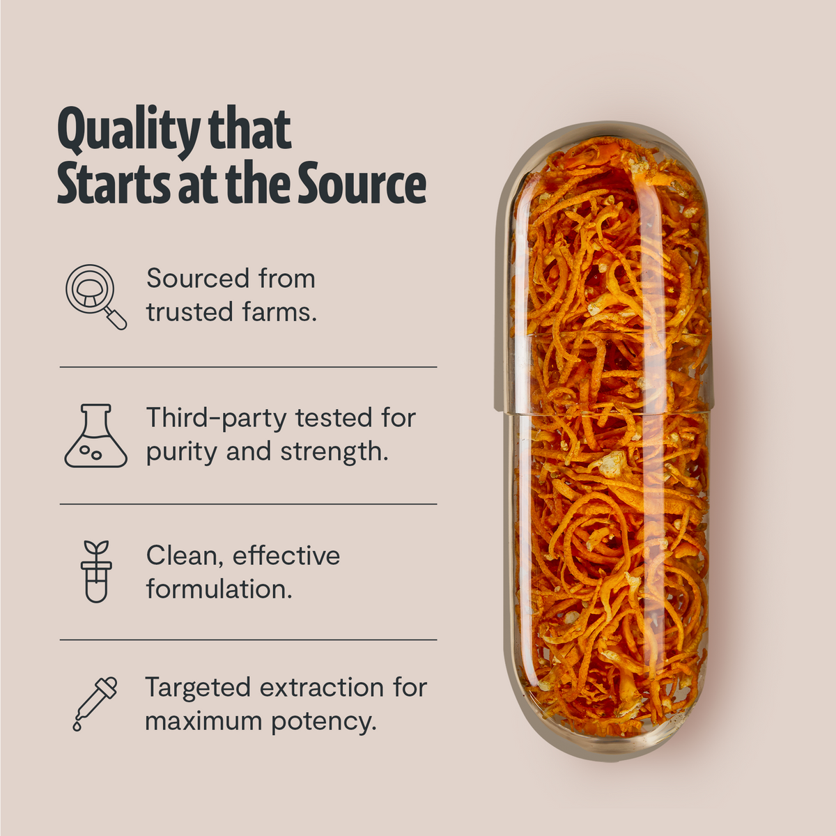 Organic Cordyceps Mushroom Supplement Capsules Daily Wellness Support
