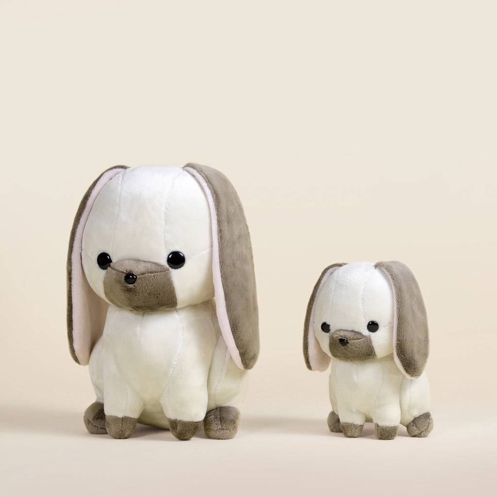 Mini Lop Bunni the Lop Rabbit