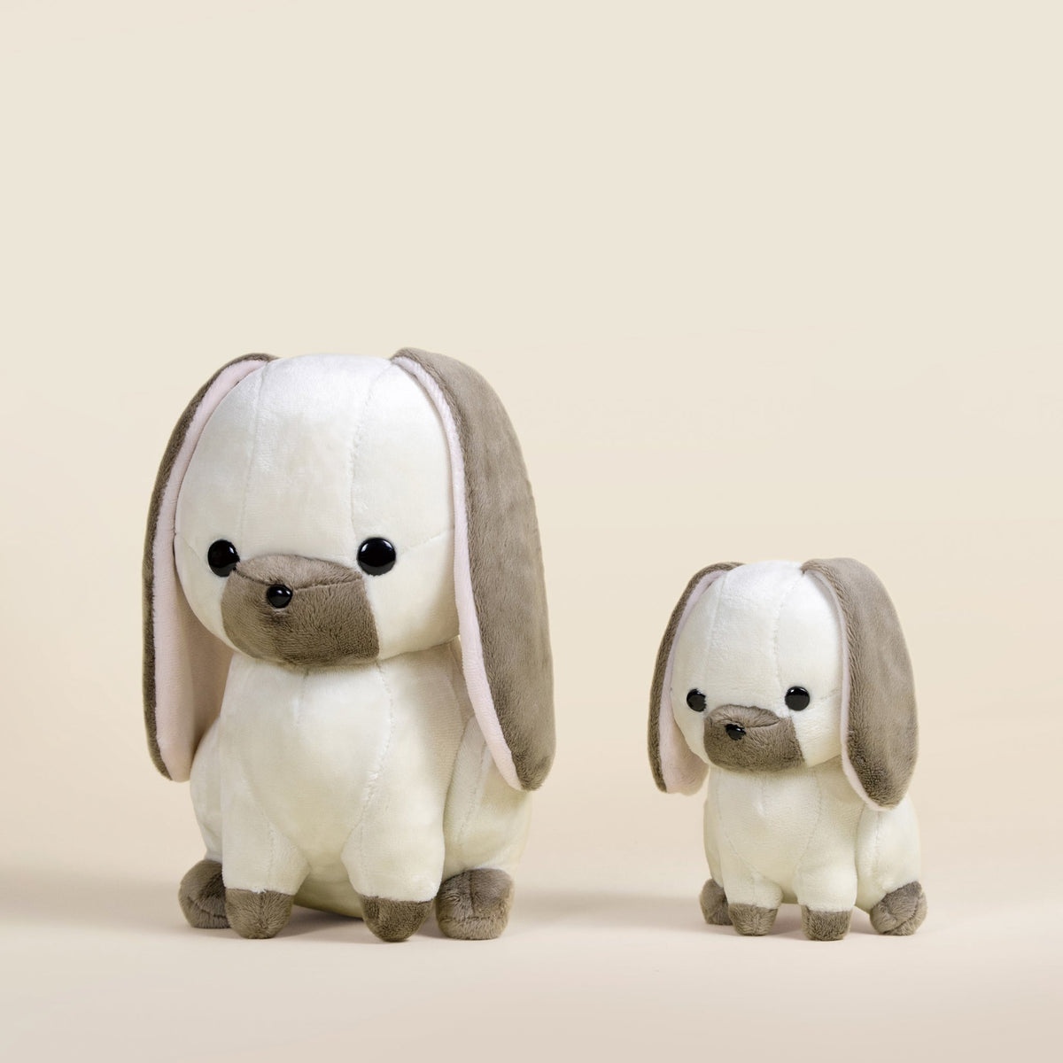 Mini Lop Bunni the Lop Rabbit
