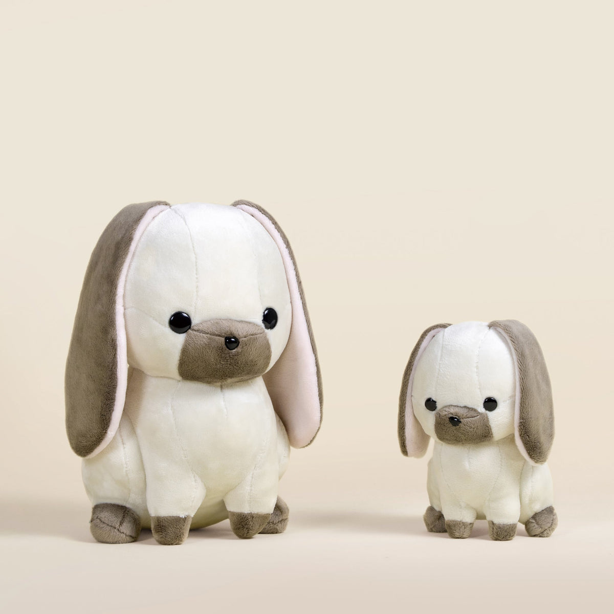 Mini Lop Bunni the Lop Rabbit