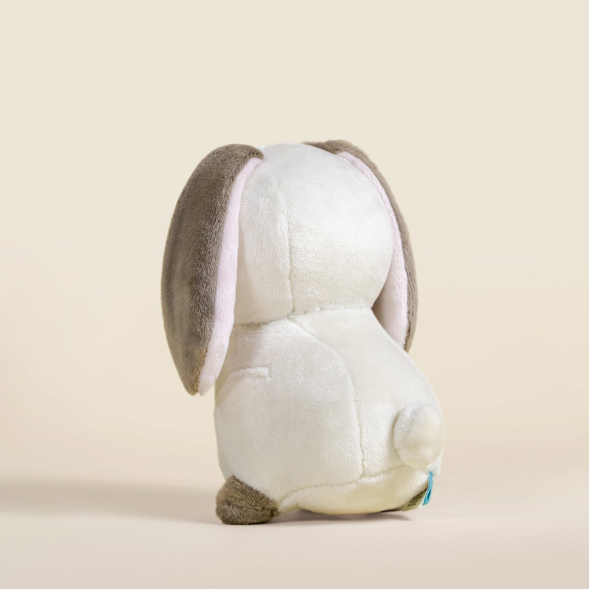 Mini Lop Bunni the Lop Rabbit