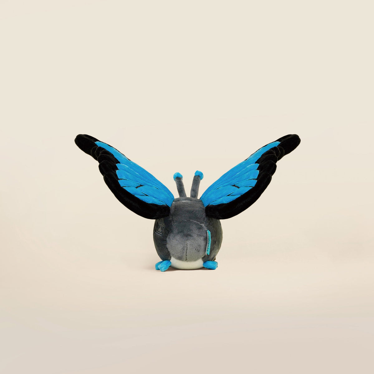 Morpho Butti the Butterfly