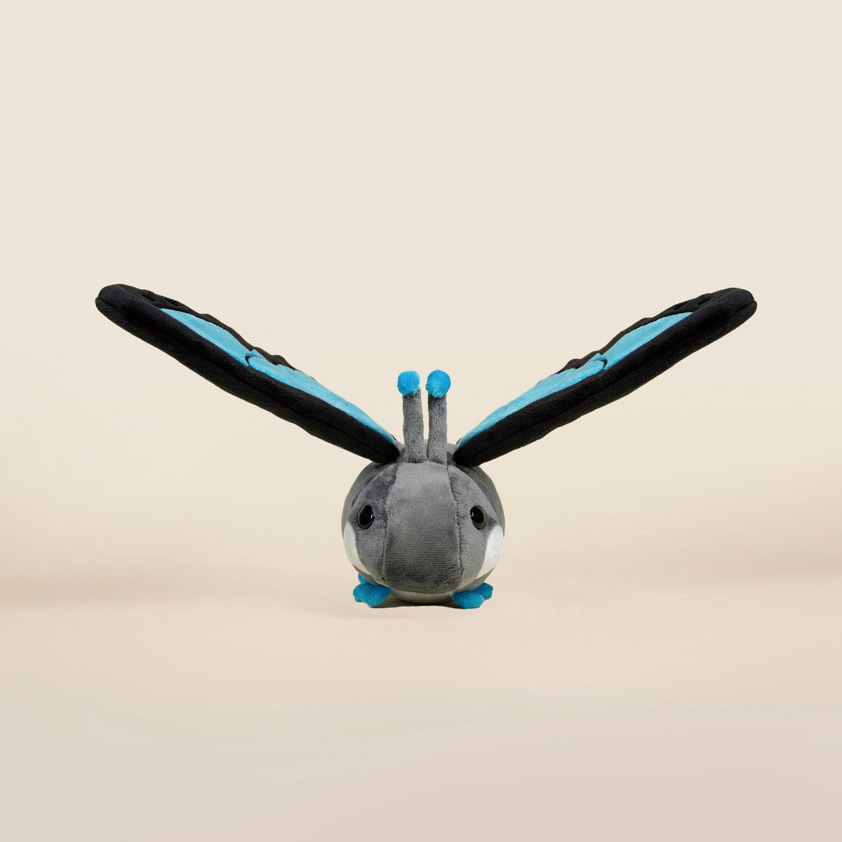 Morpho Butti the Butterfly