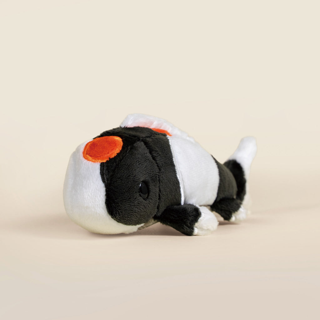Mini Showa Koi the Koi Fish- Mystery Style