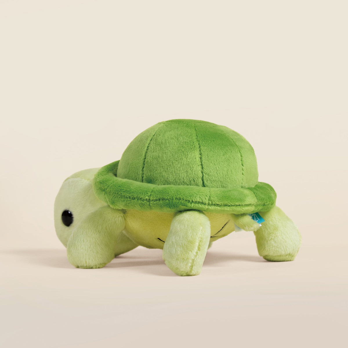 Mini Torti the Tortoise