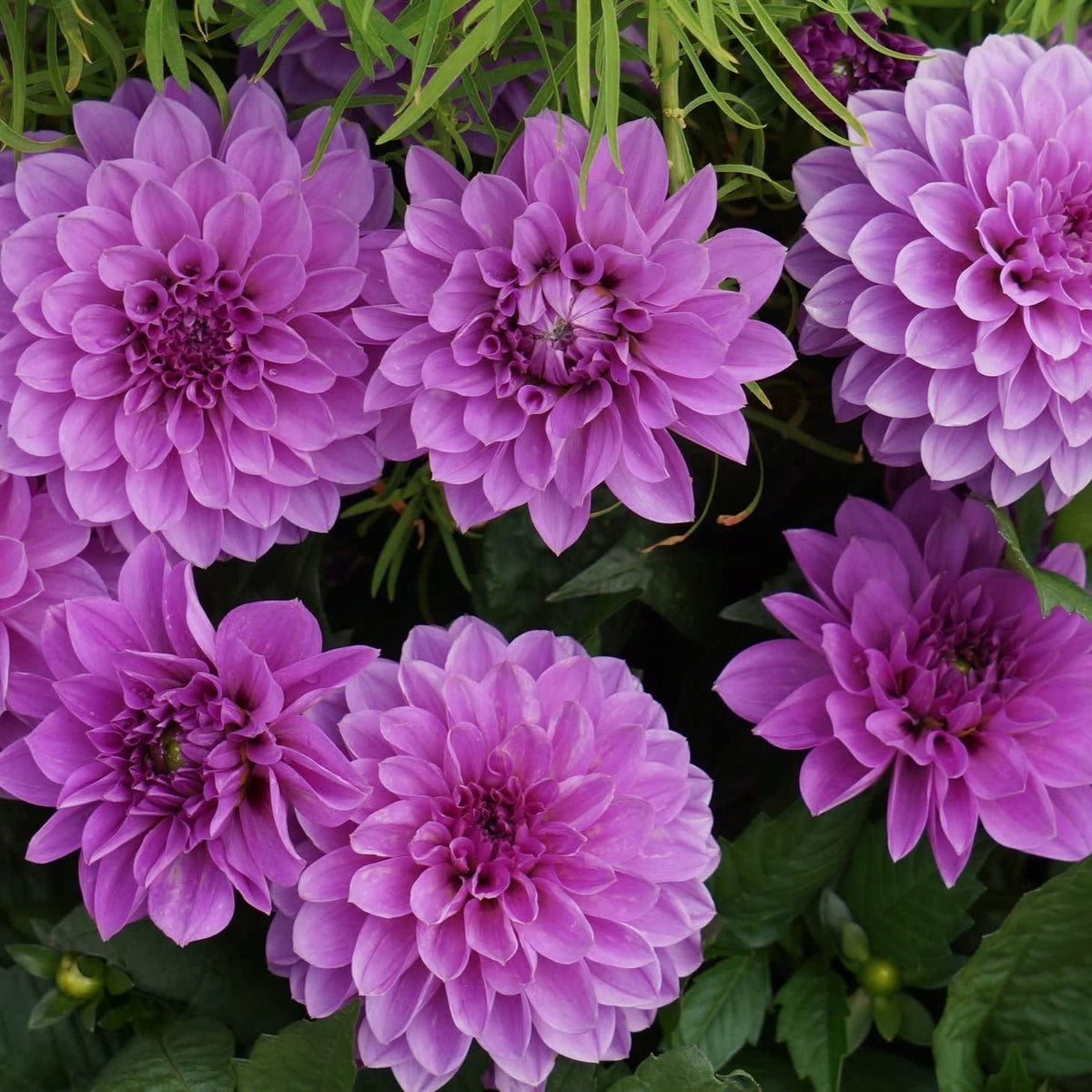 Lovely Lilac Dahlia Flowers - 14 Bulbs