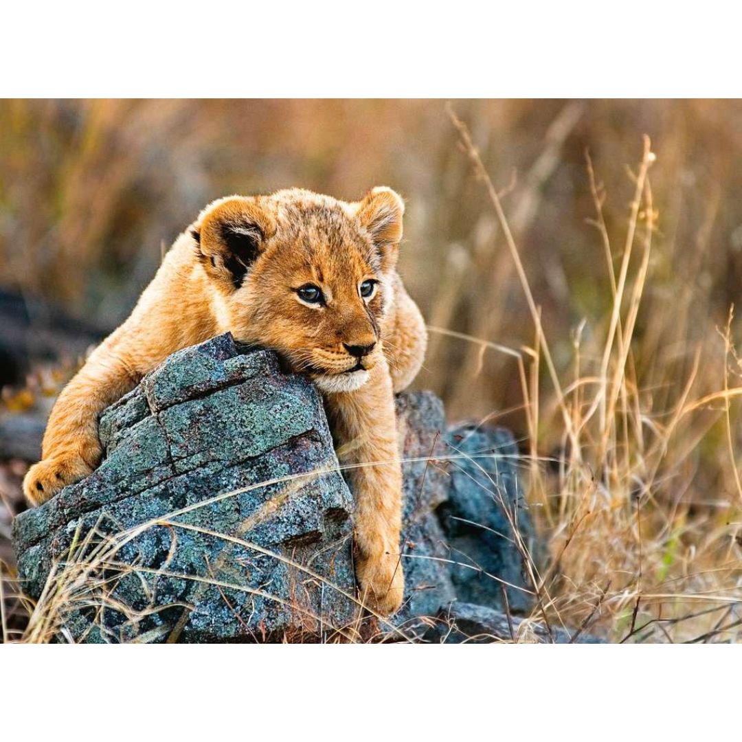 12946 Ravensburger - Petit lion - Puzzle XXL - 200 pièces