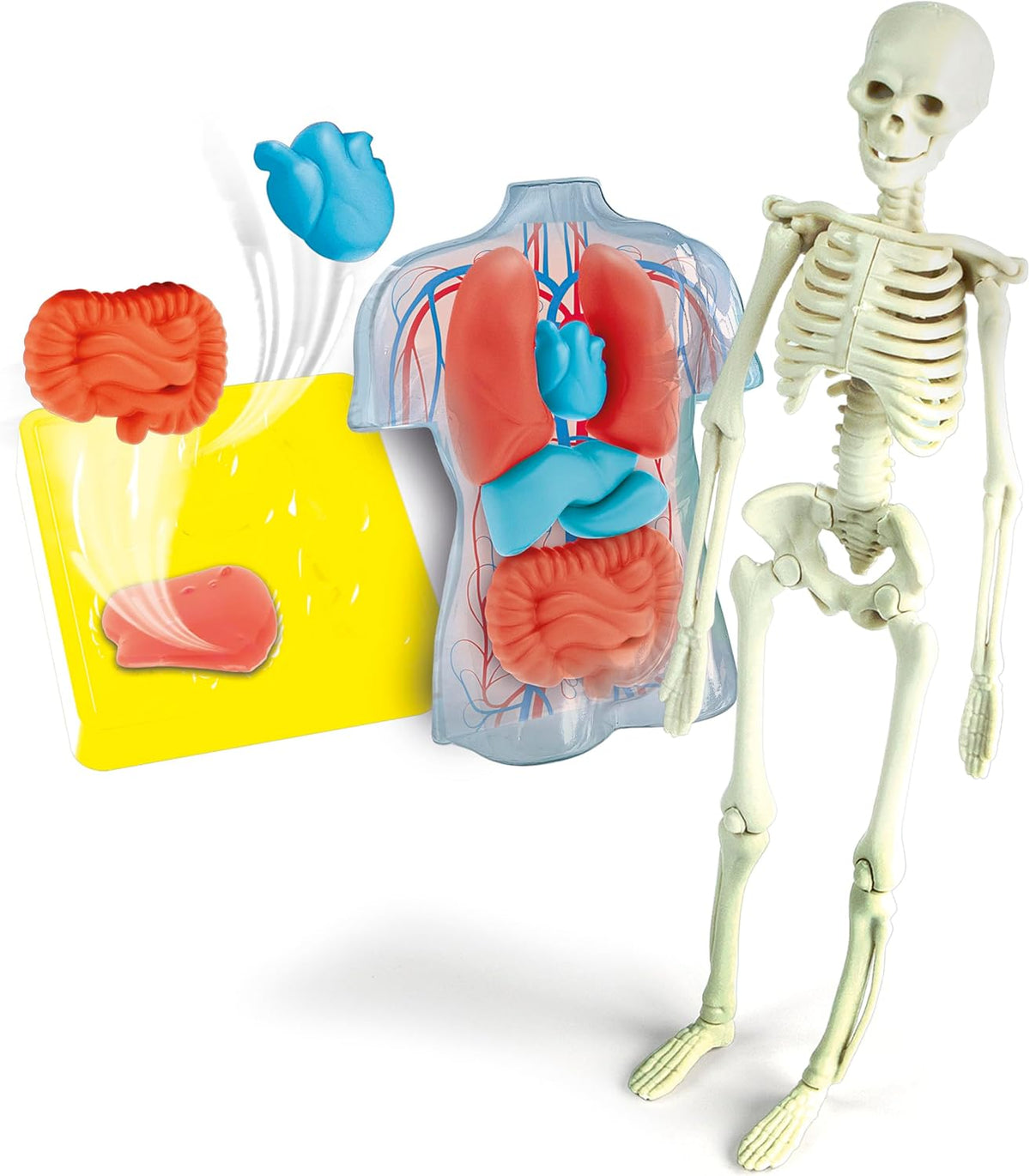 19414.8 Clementoni ANATOMIE SQUELETTE ET ORGANES