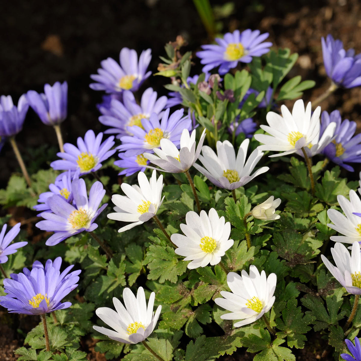 Colorful Mix Anemone Blanda Flowers - 45 Bulbs