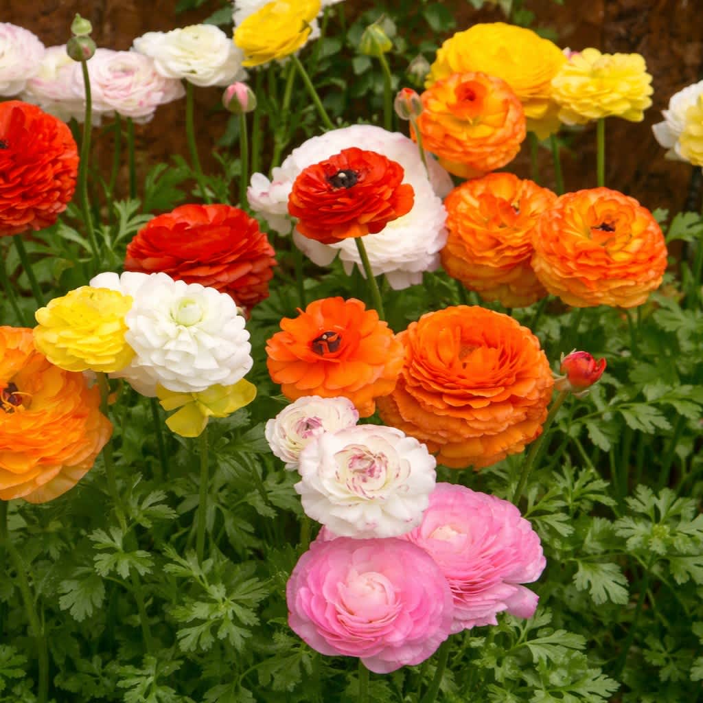 Colorful Double Buttercup Ranunculus Flowers - 30 Bulbs