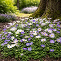 Colorful Mix Anemone Blanda Flowers - 45 Bulbs